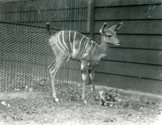 Junger Kleiner Kudu im Londoner Zoo, 1914